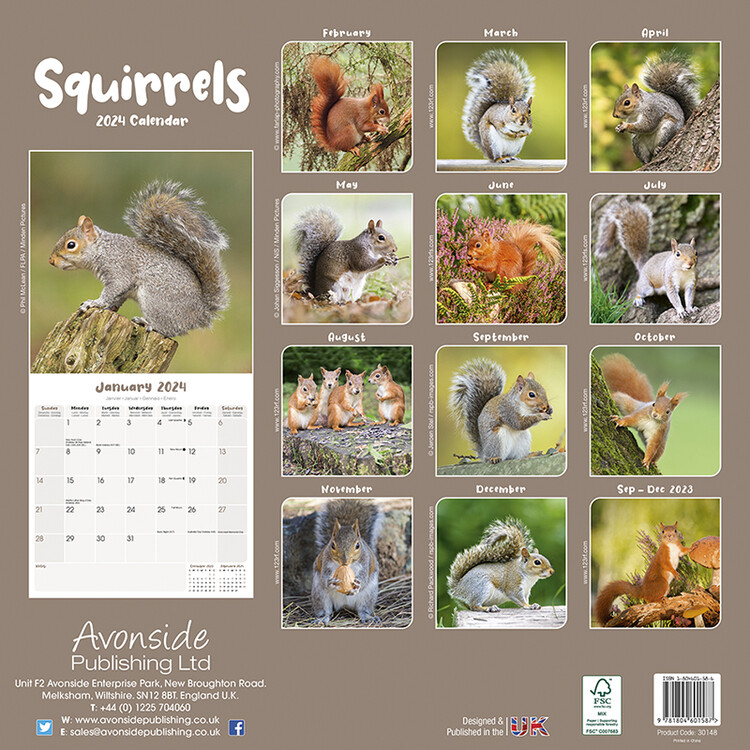 Squirrels Wall Calendars 2024 Buy at