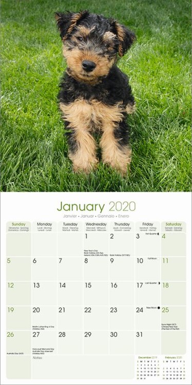 Calendar 2020 Welsh Terrier