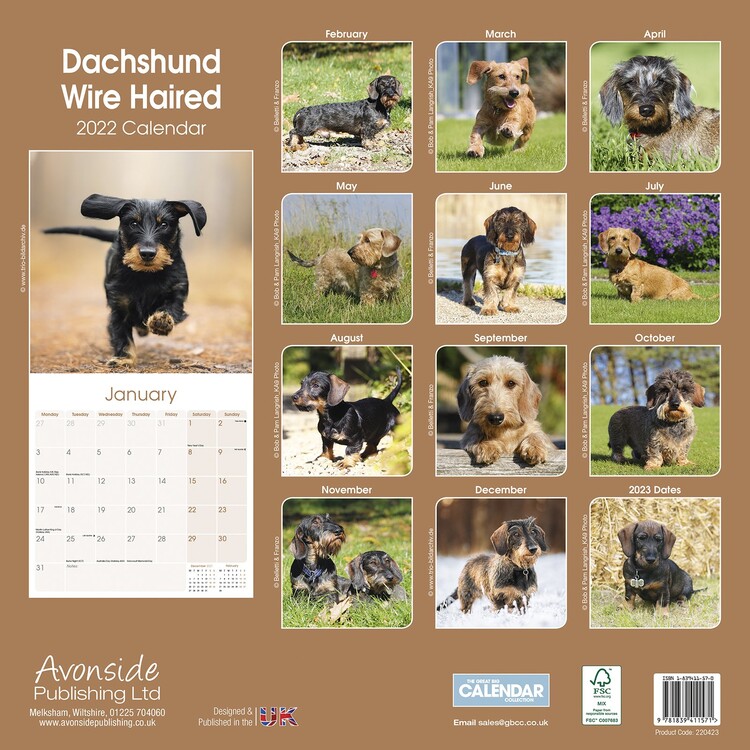 Calendrier Salon Vintage 2023 Wirehaired Dachshund - Wall Calendars 2022 | Large Selection