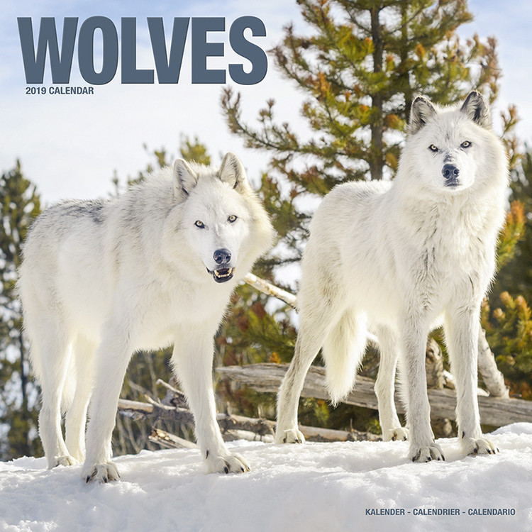 Wolves Wall Calendars 2025 Buy at Europosters