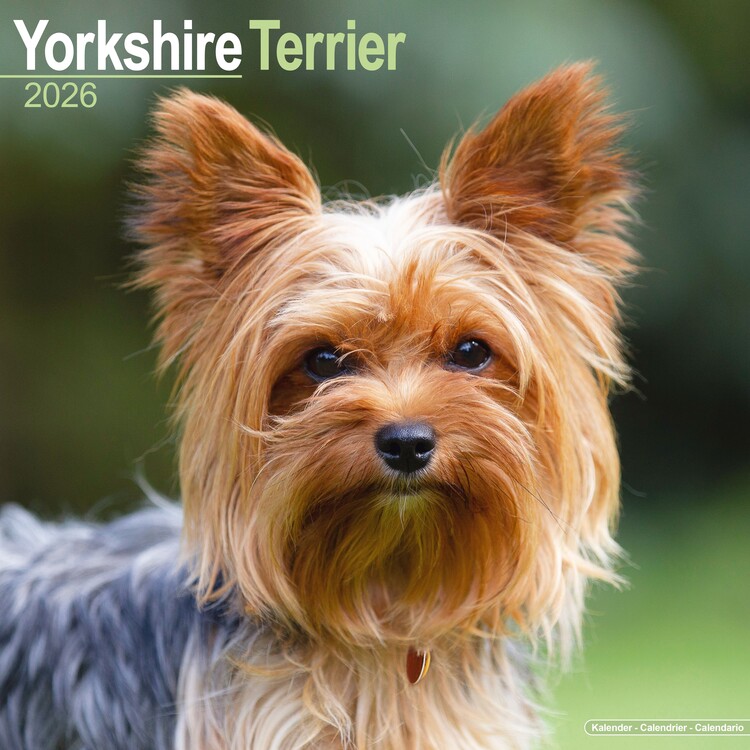 Calendar 2026 Yorkshire Terrier