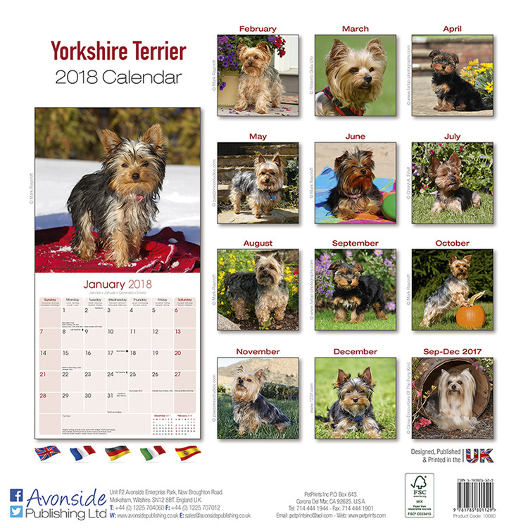 Yorkshire Terrier Wall Calendars 2024 Buy at Europosters