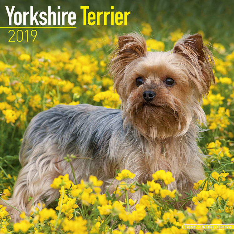 Calendar 2019 Yorkshire Terrier