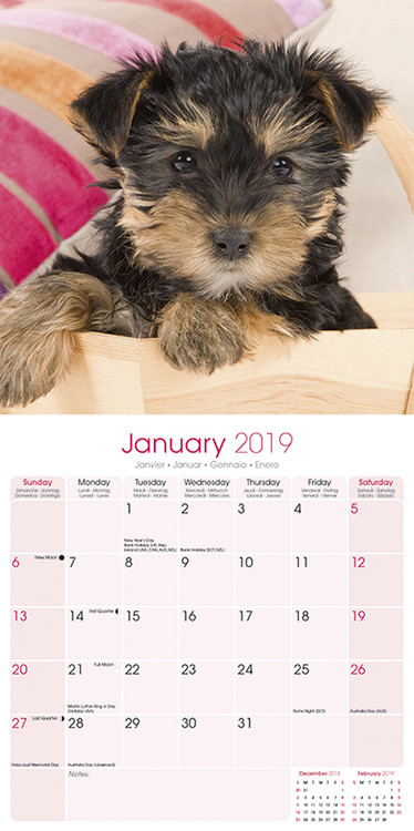 Calendar 2019 Yorkshire Terrier