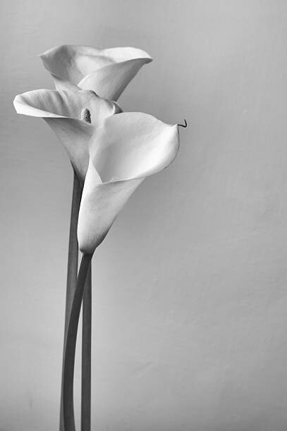 Αυτοκόλλητο Calla lilies