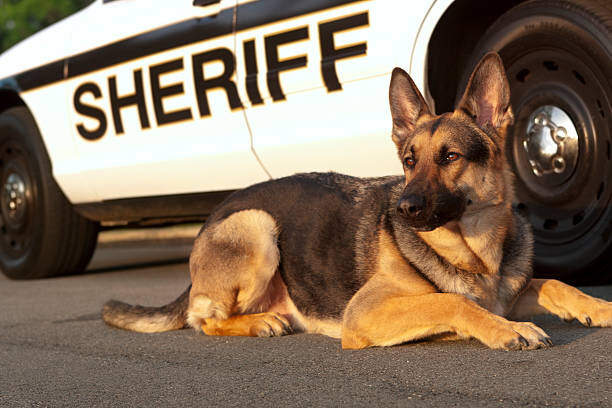 Autocolante Canine Unit