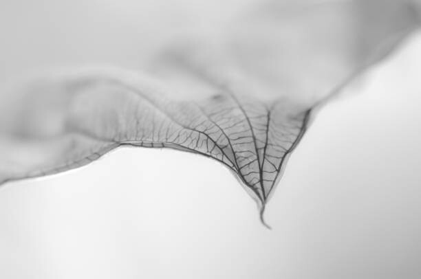 Canvas Print A Dry Leaf the tip of a Hosta Plant