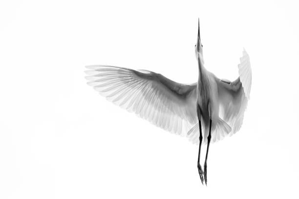 Canvas Print A Egret in mid flight from below in Vietnam.