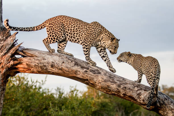 Canvas Print A mother leopard, Panthera pardus, walks