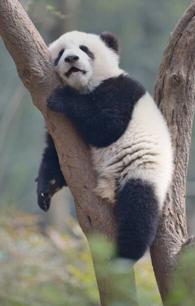Canvas Print A young panda sleeps on the branch of a tree