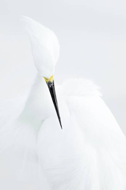 Canvas Print Abstract shot of Snowy Egret (Egretta thula).