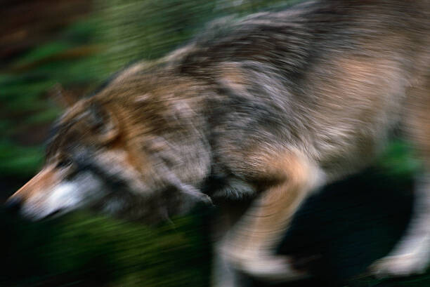 Canvas Print Adult European Gray Wolf Running