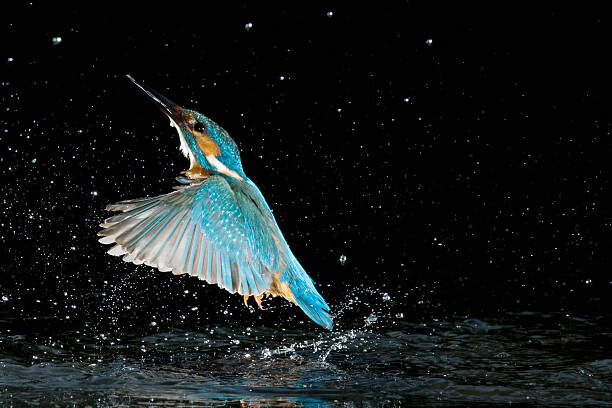 Canvas Print Adult male common kingfisher emerging from