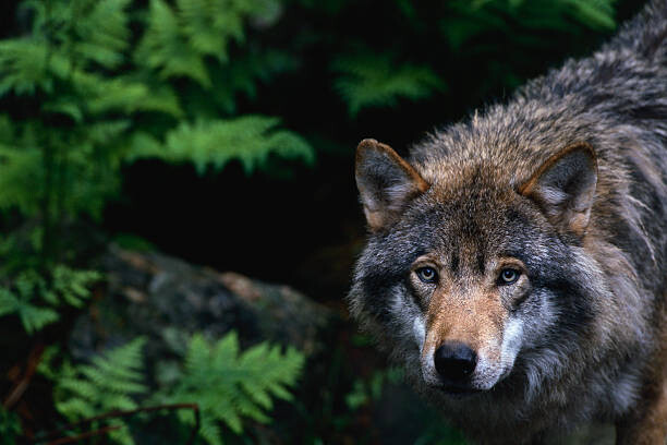 Canvas Print Alert Grey Wolf Hunting