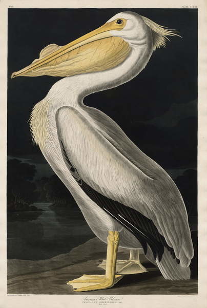 Canvas Print American White Pelican, 1836