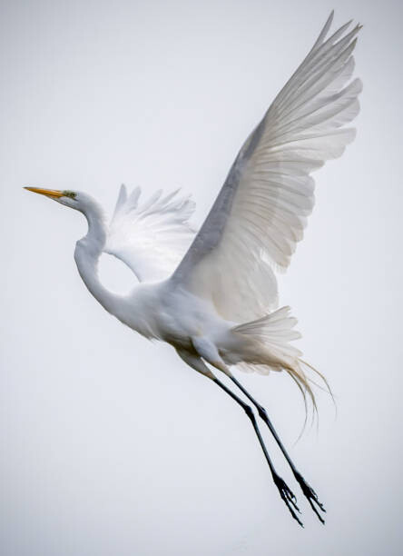 Canvas Print Angel Bird