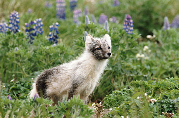 Canvas Print Arctic fox  in field of