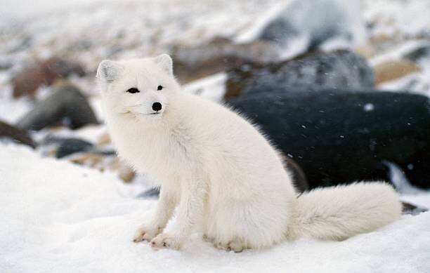 Canvas Print Arctic fox in winter coat, Hudson Bay, Canada