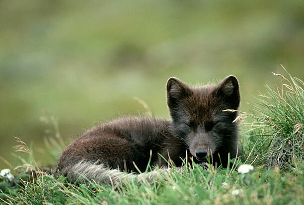 Canvas Print Arctic Fox Laying in the Grass