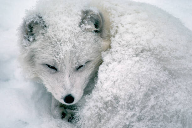 Canvas Print Arctic Fox Sleeping in Snow