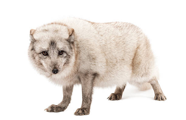 Canvas Print Arctic fox, Vulpes lagopus, standing, looking