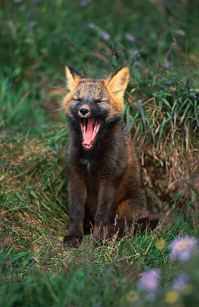 Canvas Print Arctic Fox Yawning