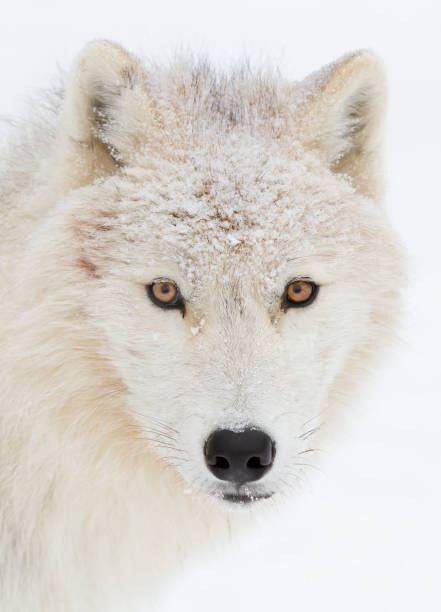 Canvas Print Arctic wolf closeup with snow on