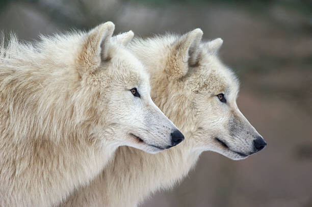 Canvas Print Arctic wolves