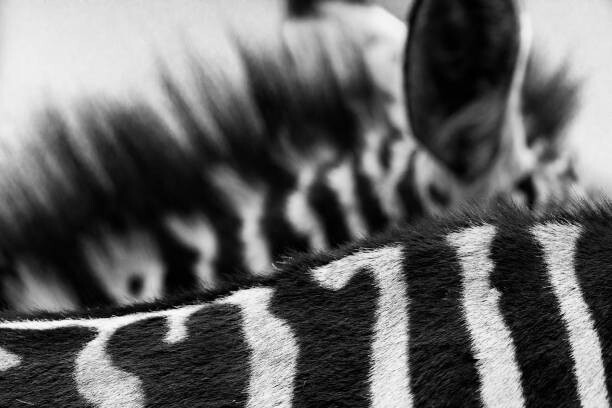 Canvas Print Art of Zebra Stripes and Mane
