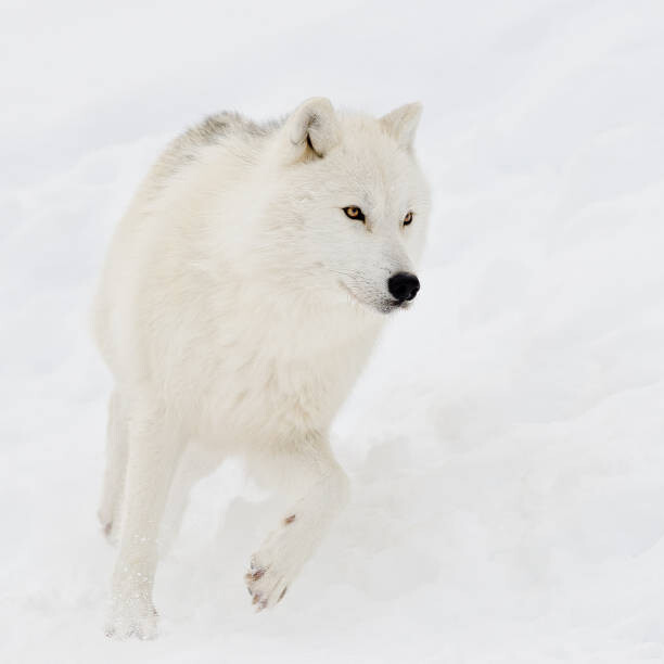 Canvas Print Artic wolf (Canis lupus arctos) in snow