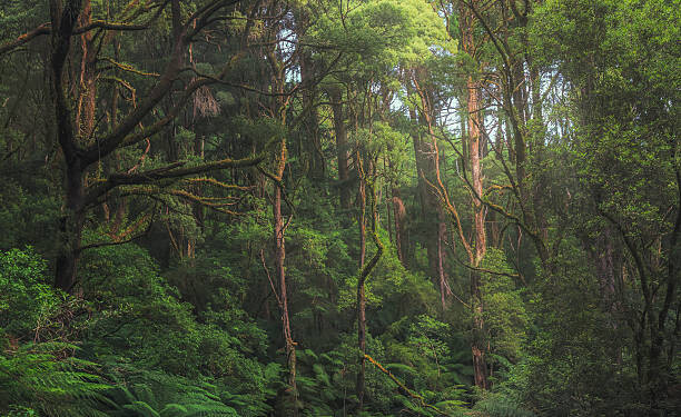 Canvas Print Australian temperate rainforest jungle detail