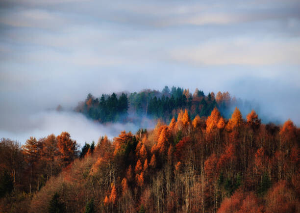 Canvas Print Autumn forest in the fog, Uetliberg, Switzerland
