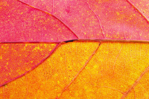 Canvas Print Autumn Leaf Close-Up
