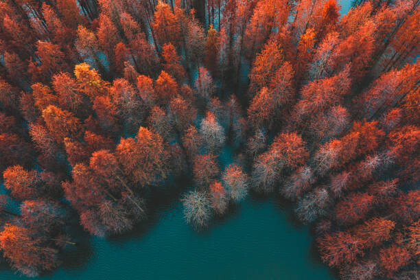 Canvas Print Autumn trees and green lake