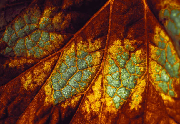 Canvas Print Back lit Multi coloured  Back