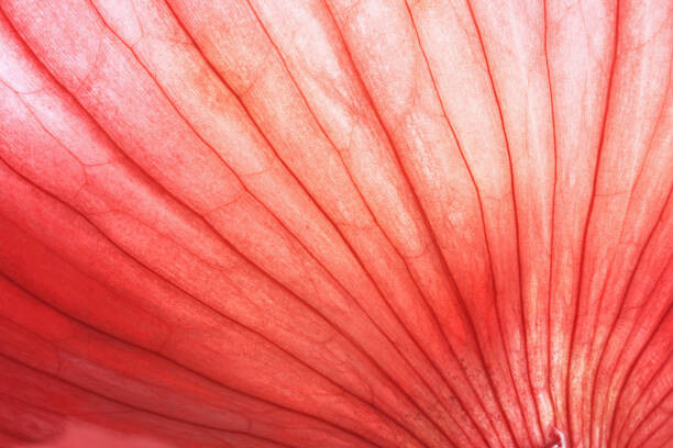 Canvas Print Back lit Red Onion skin showing