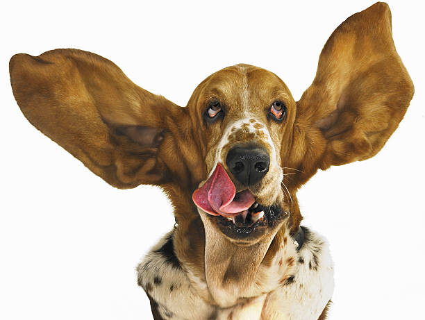 Canvas Print Basset hound with ears flying