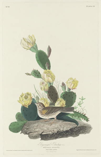 Canvas Print Bay-winged Bunting, 1830