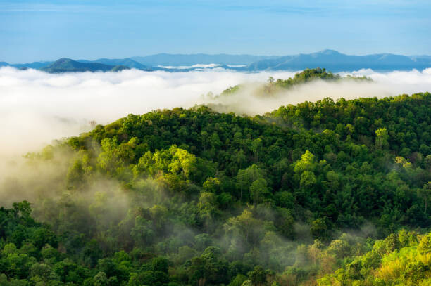 Canvas Print Beautiful mist over green forest on mountain.