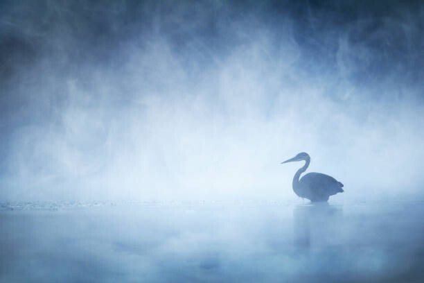 Canvas Print Beautiful Mysterious Great Blue Heron on