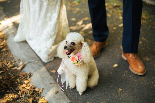 Canvas Print Beautiful poodle with flowers on her neck