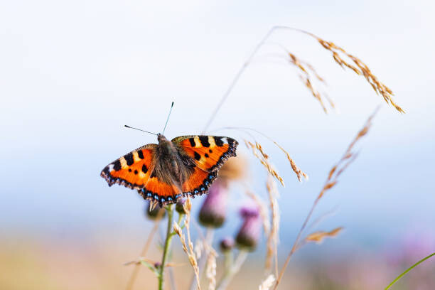 Canvas Print Beautiful Small tortoiseshell butterfly on flower