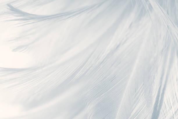 Canvas Print Beautiful white gray colors tone feather
