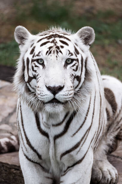 Canvas Print Big white tiger in the zoo