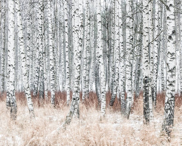 Canvas Print Birch forest at winter
