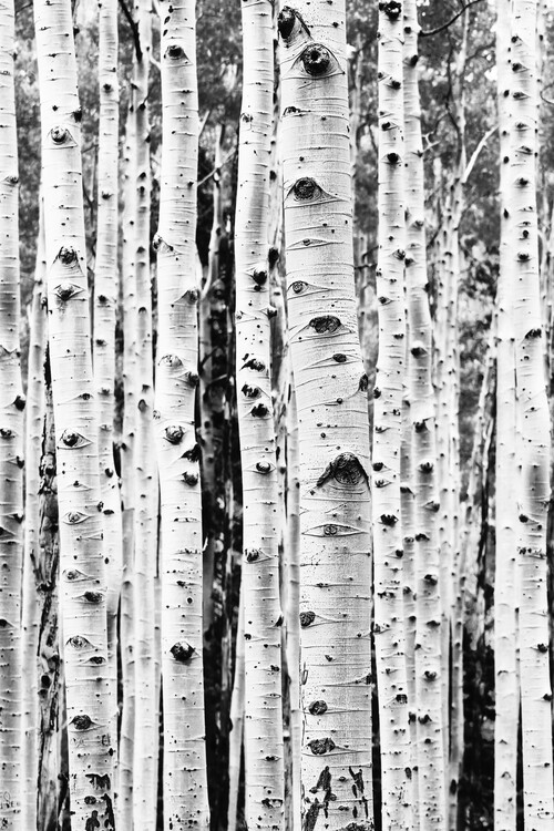 Canvas Print Birch trunks