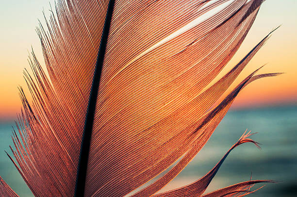 Canvas Print Bird feather on sunset background