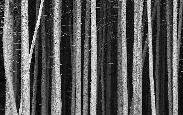 Canvas Print Black and White Pine Tree Trunks Background