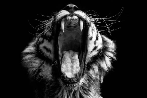 Canvas Print Black & White Tiger