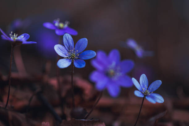 Canvas Print Blue anemones on the forest floor